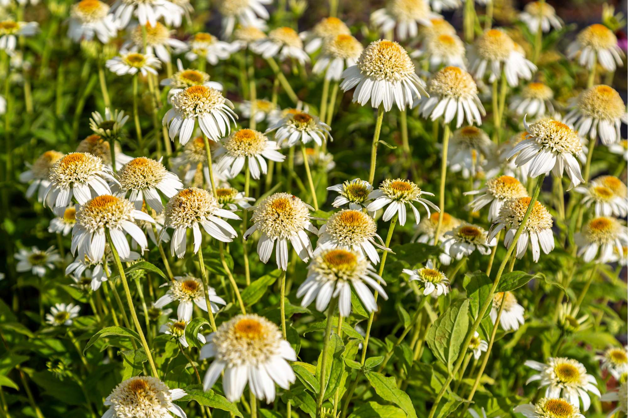 Röd solhatt 'Milkshake'